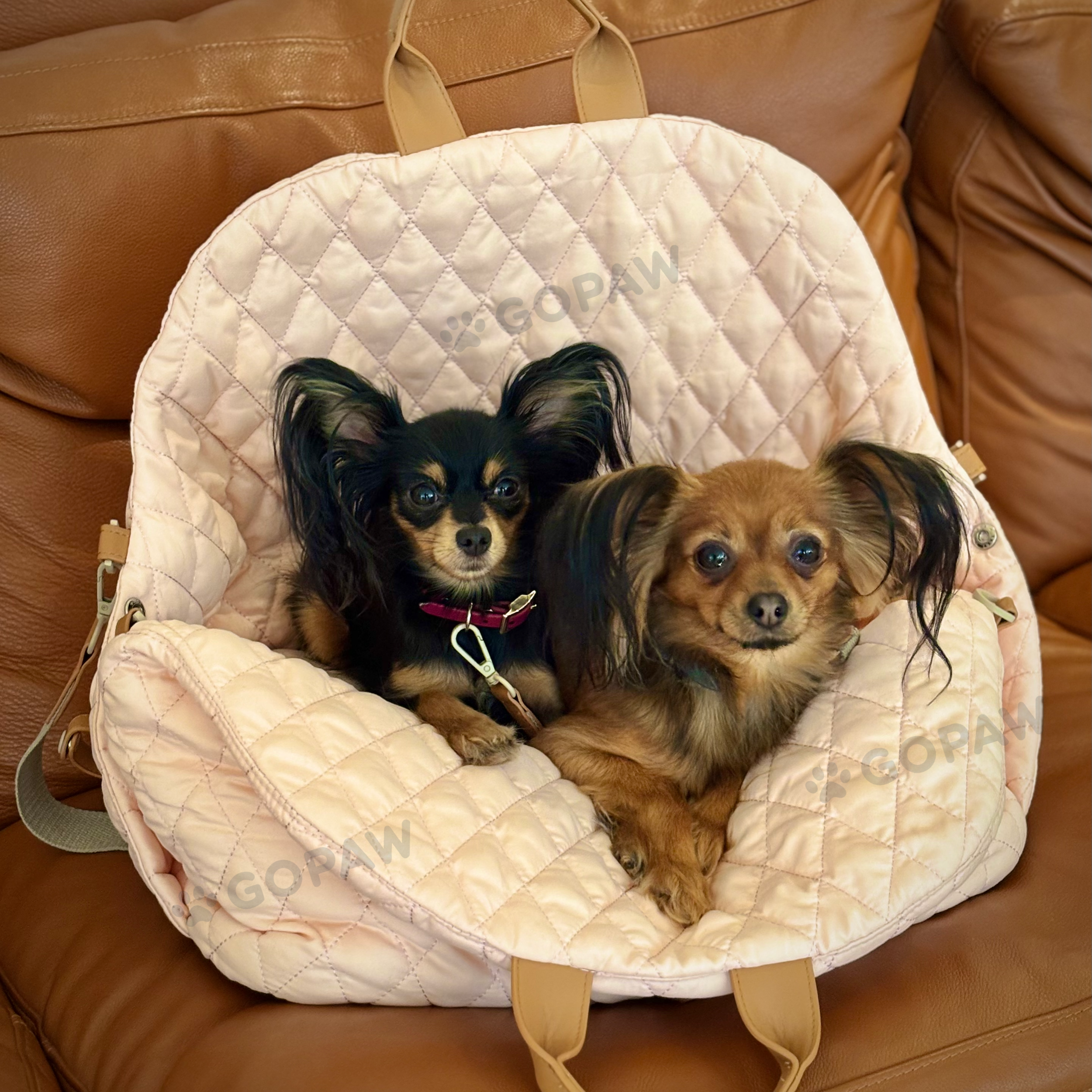 Cute dog
